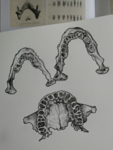 Medical illustration sketches - upper and lower jaw