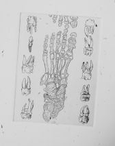 human leg bones etching by Tiina Lilja